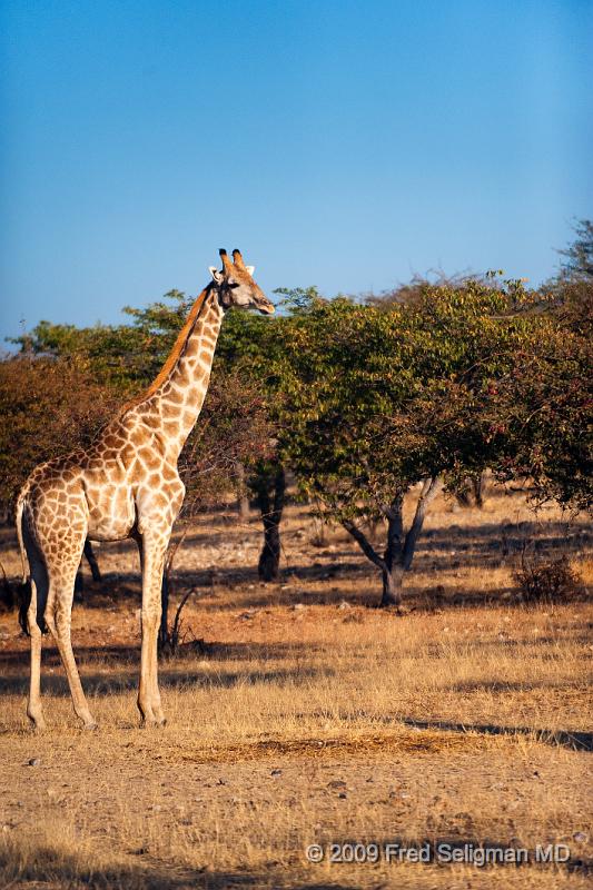 20090610_072923 D3 X1.jpg - When a giraffe walks slowly the legs on the same side move together; when running at high speed (only for very short periods), the back legs cross on the outside of the front legs